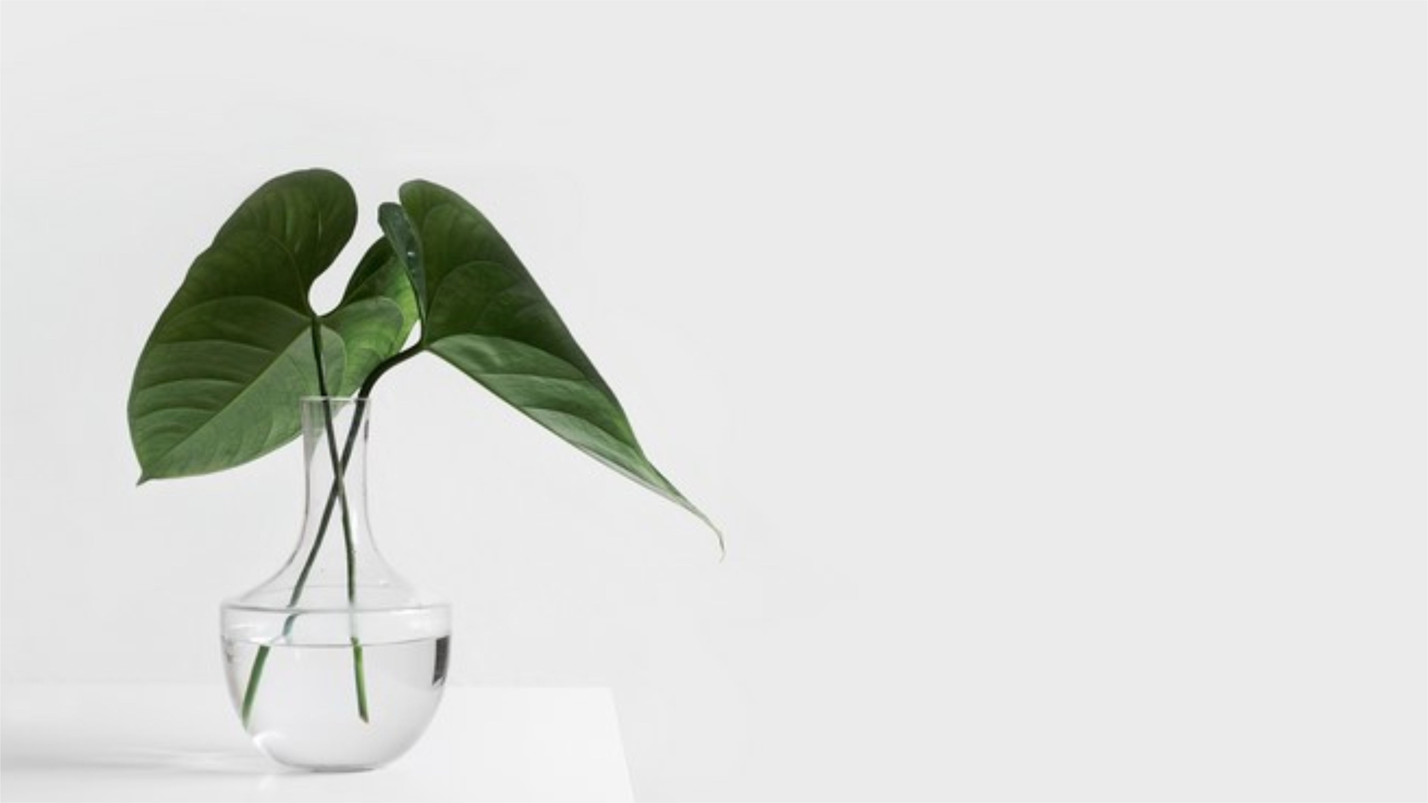 a green plant in a clear, round vase with water in it